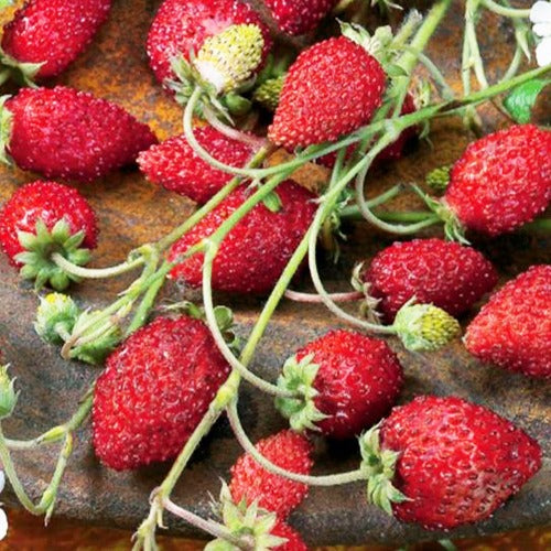 Bakker Baron Solemacher fraisier des bois sachet 0,15g