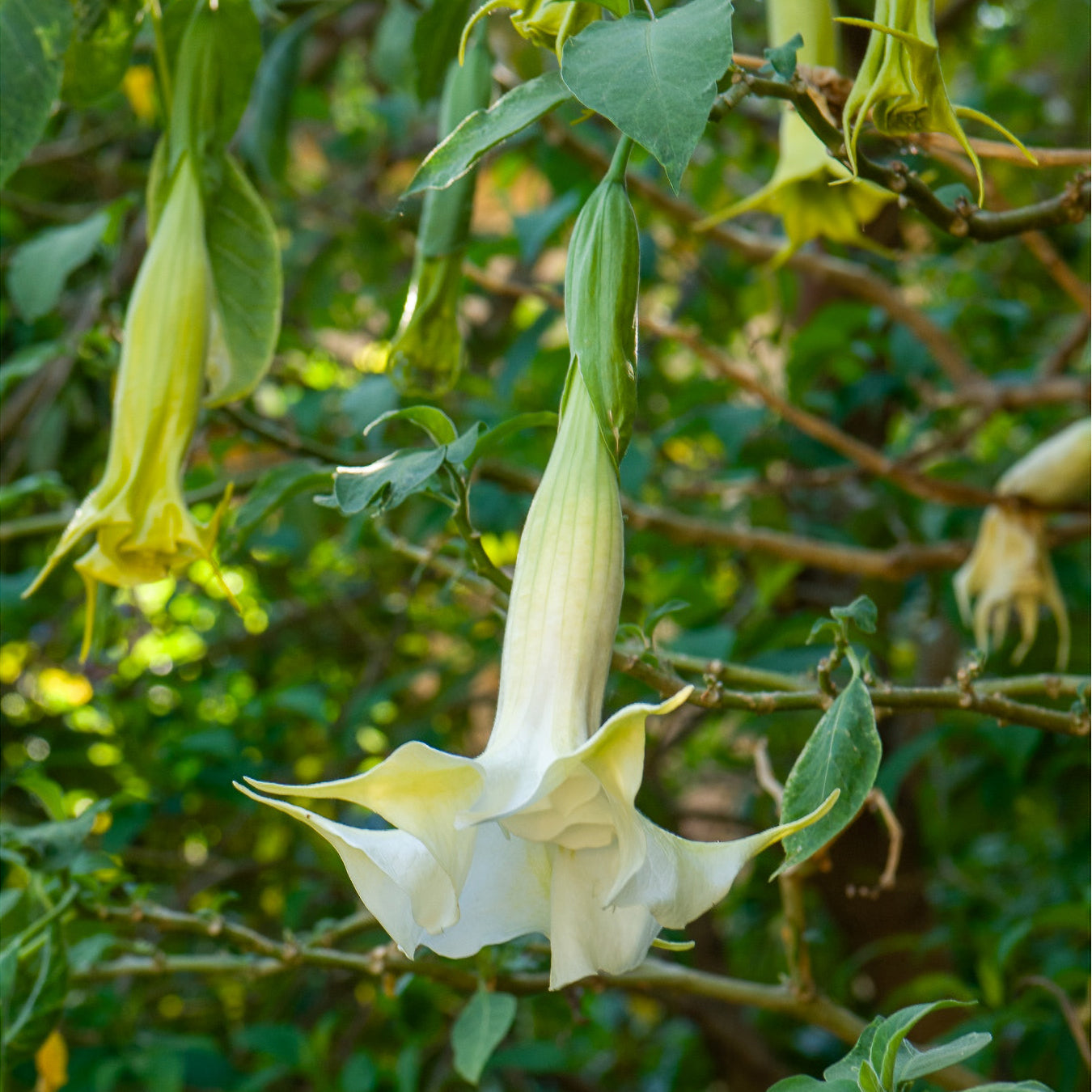 Bakker Brugmansia blanc trompette des anges pot Ø 9cm