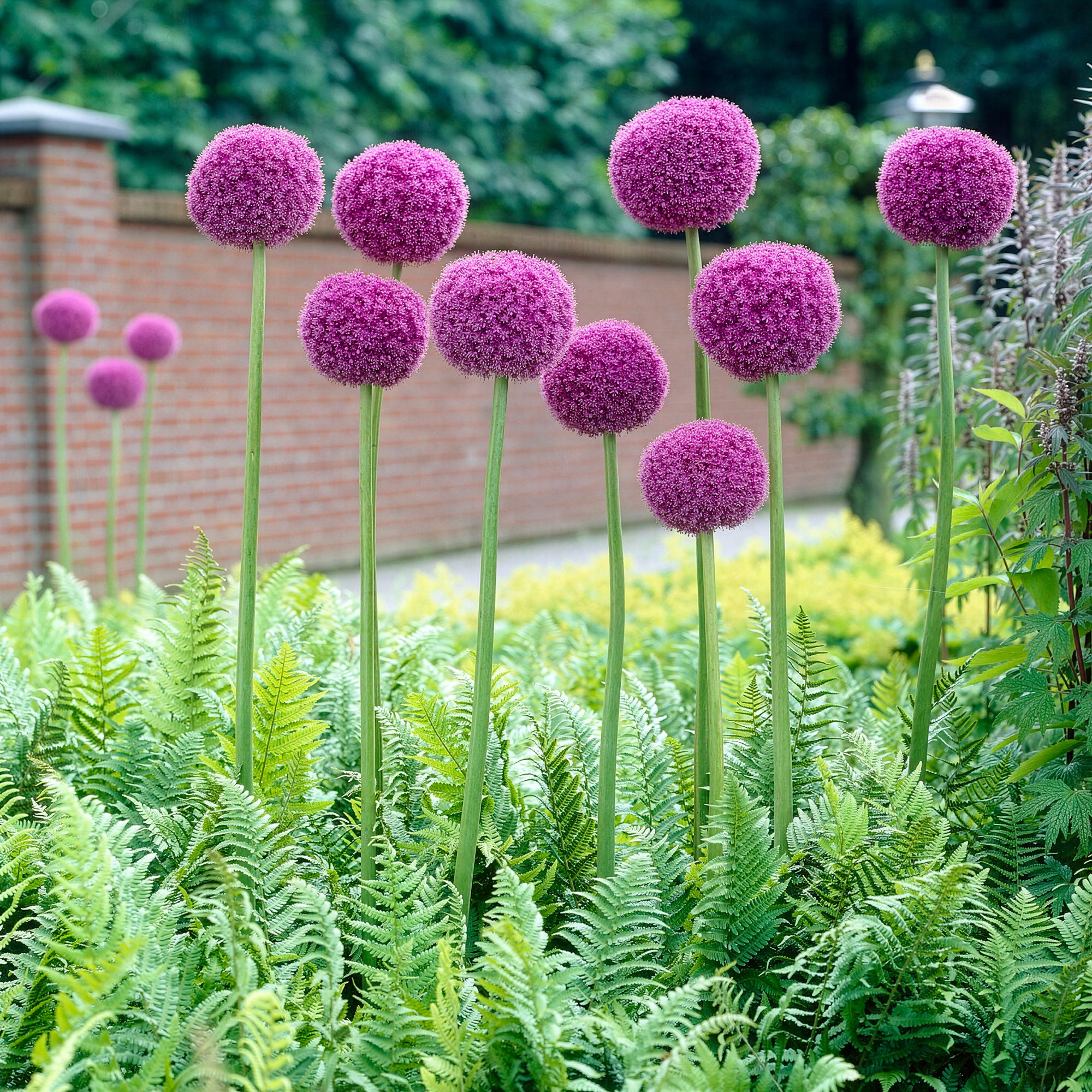 Bakker Plantes vivaces Ail géant de l'Himalaya bulbe sachet 1 bulbe violet 150 cm