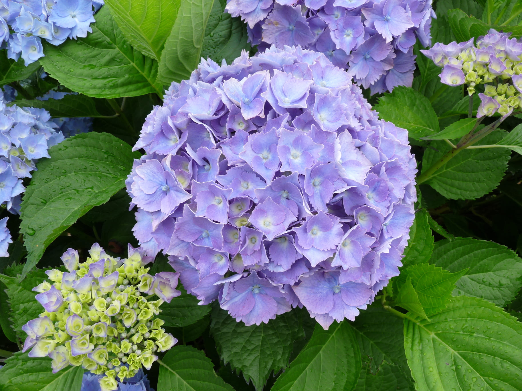 Les Hortensias du Haut Bois Atlantica hortensia fleurs rondes jardin