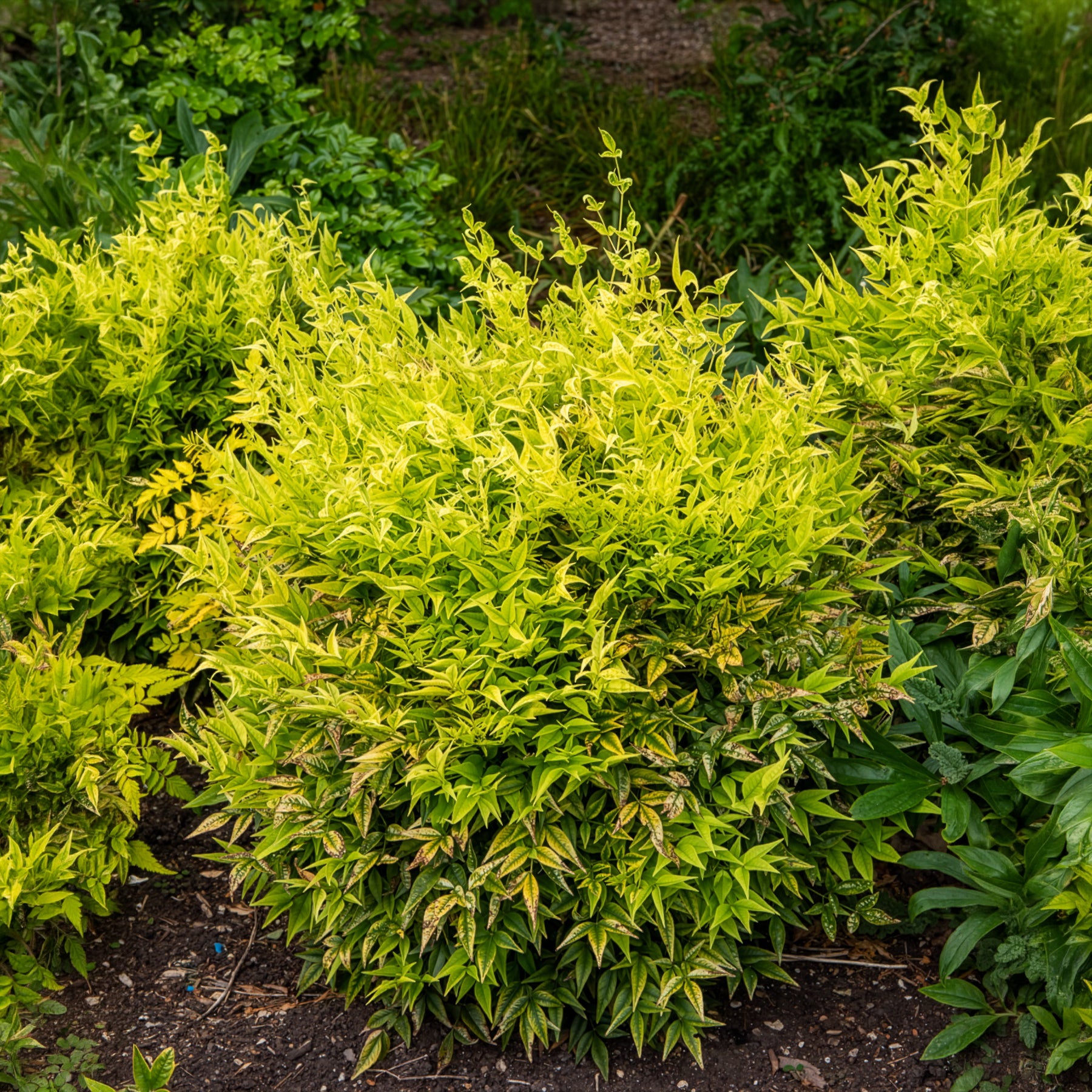 Bakker Nandina Magical Lemon Lime arbuste pot Ø 9cm