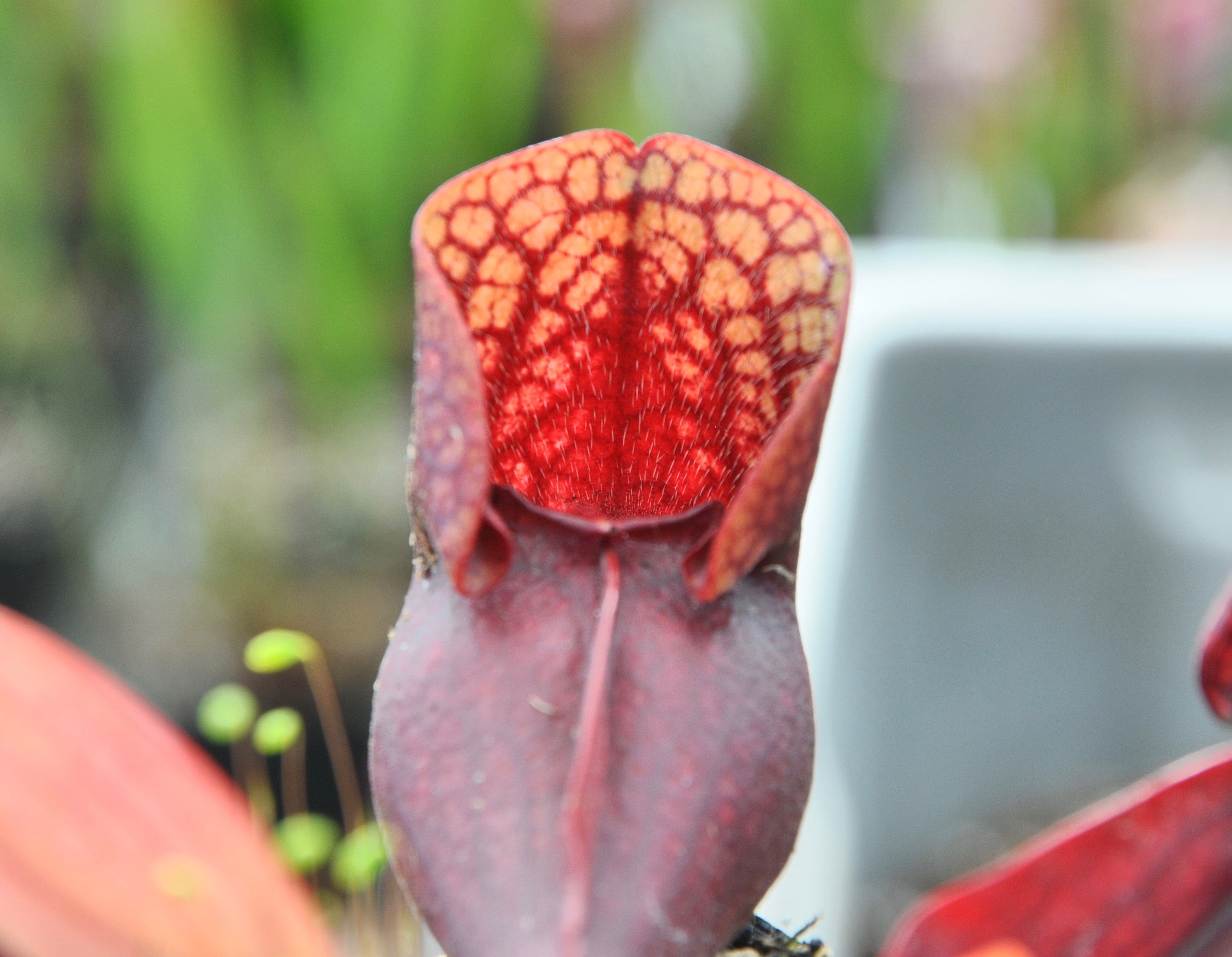 Carniflore Sarracenia x courtii x purpurea plante carnivore 1 pied