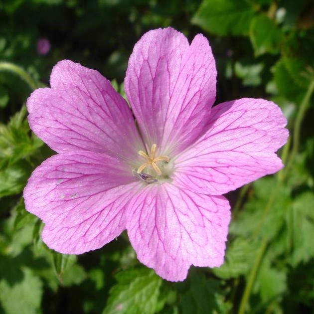 Passion Vivaces Geranium oxonianum Claridge Druce vivace godet rose