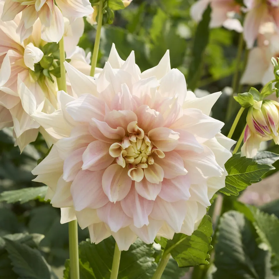 Bakker Dahlia Break Out bulbe crème calibre I