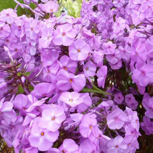 Bakker Rosalinde phlox maculé vivace pot Ø9cm rose