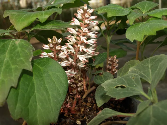 Passion Vivaces PACHYSANDRA procumbens Angola couvre-sol godet blanc