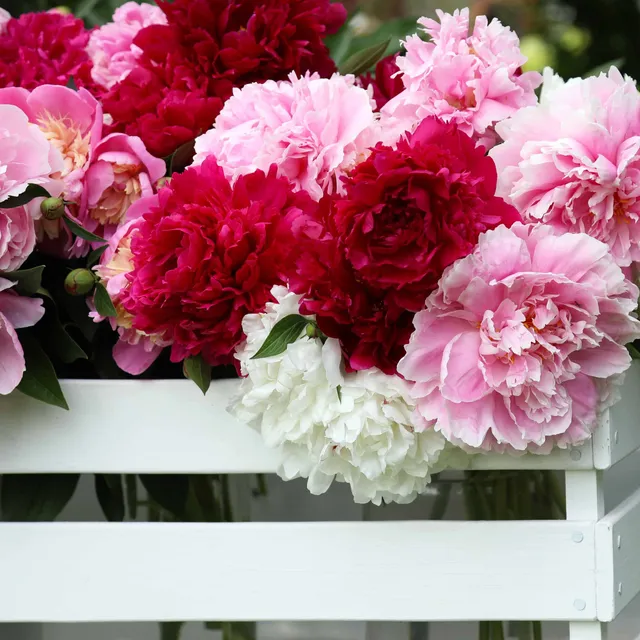 Bakker Pivoines parfumées vivace racines x3 rouge rose blanc