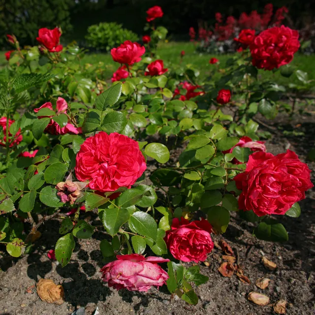 Bakker Rosiers Red Leonardo da Vinci rosier pot 4L rouge ADR