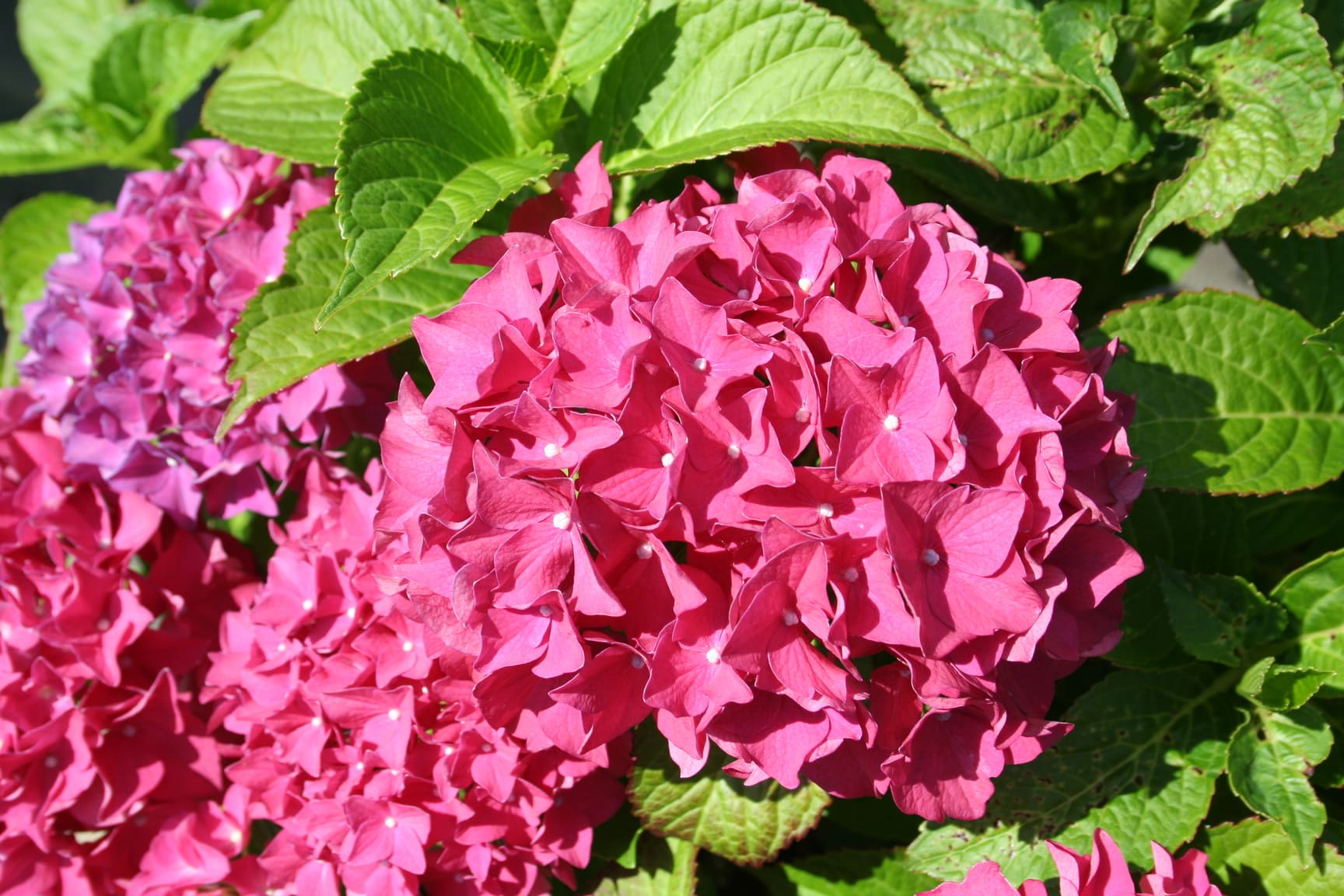 Hydrangea macrophylla Eugen Hahn hortensia rondes rouge godet