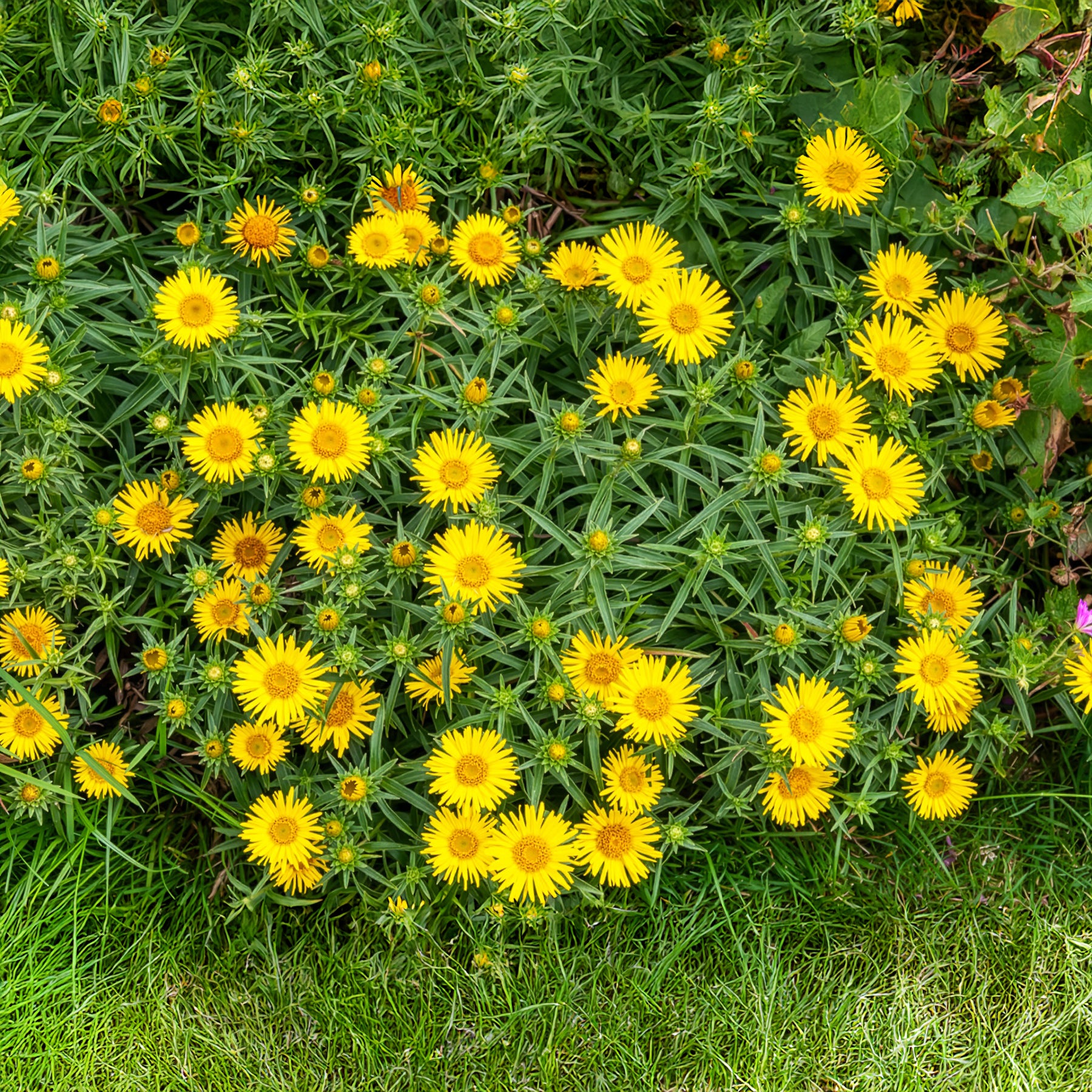 Bakker Aunée feuille épée plante vivace pot Ø9cm jaune