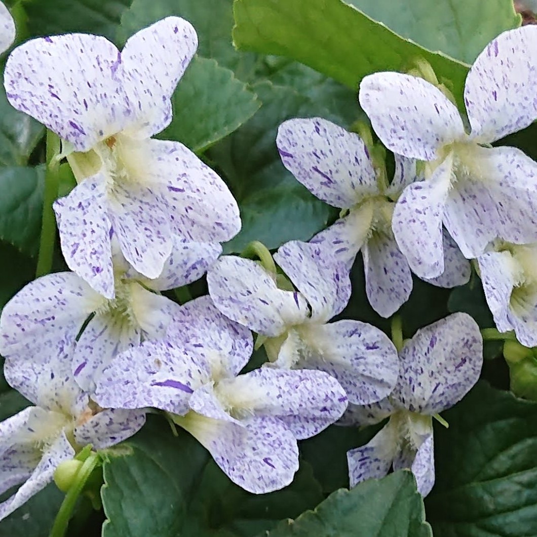 Passion Vivaces Viola sororia Freckles violette pot 1L fleurs mouchetées