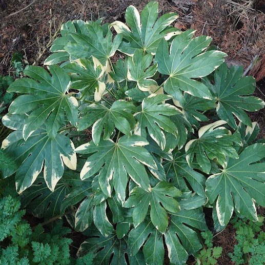 Passion Vivaces Fatsia Variegata plante verte feuillage panaché