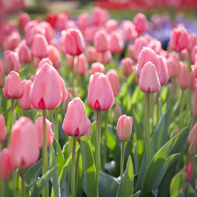 Bakker Bulbes à fleurs Pink Impression tulipe 10 bulbes rose