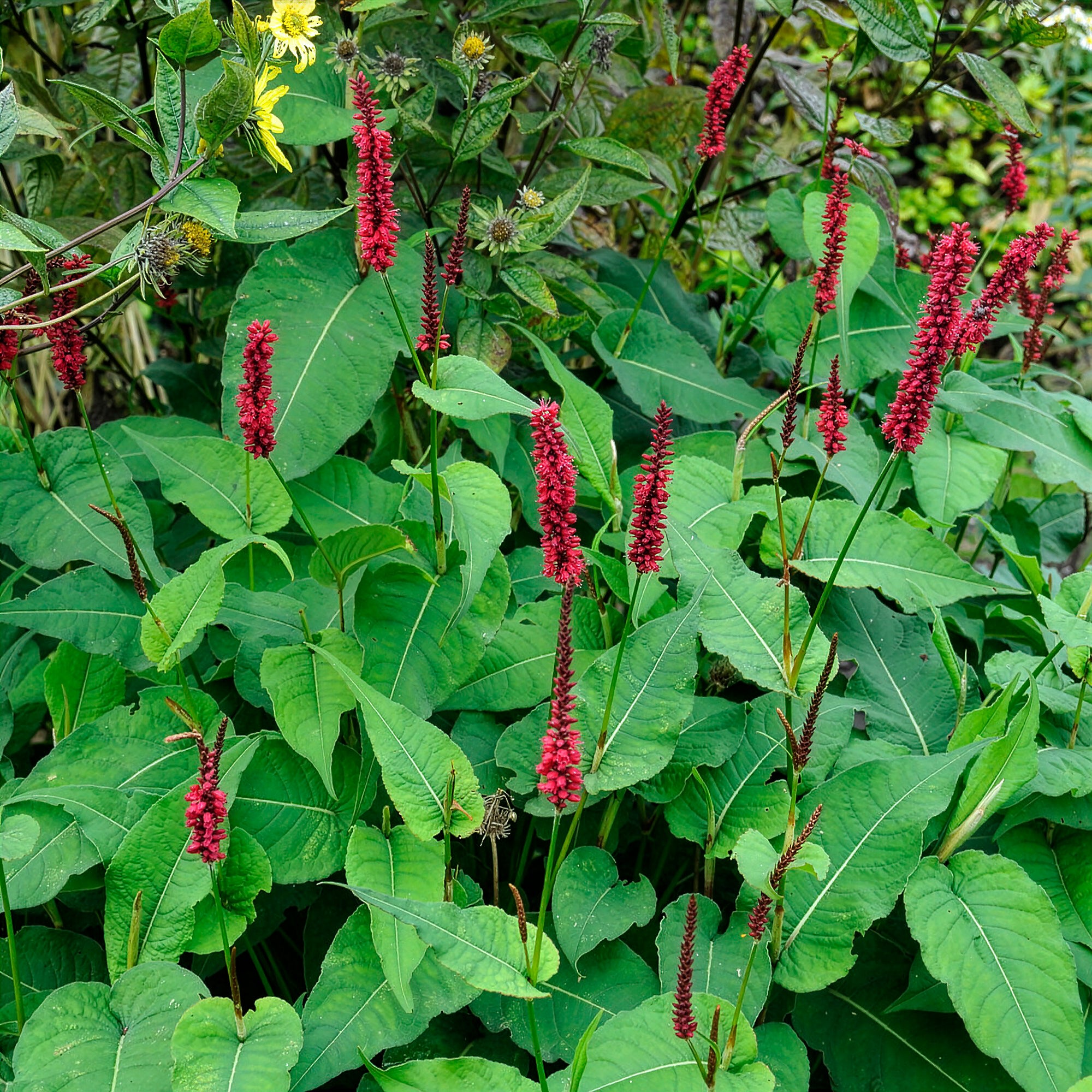 Bakker Renouée Blackfield plante vivace pot 9cm fleur rouge