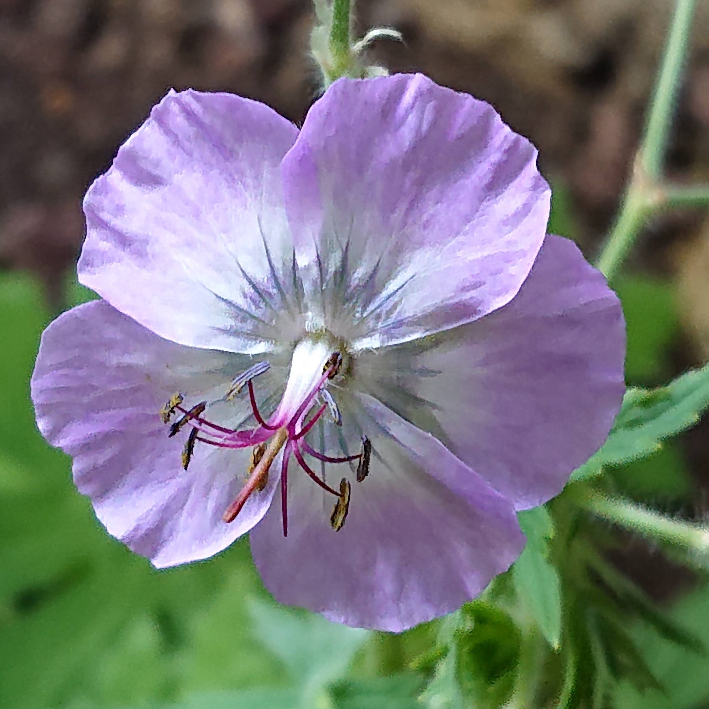 Passion Vivaces Geranium Walküre géranium bleu pot 1L