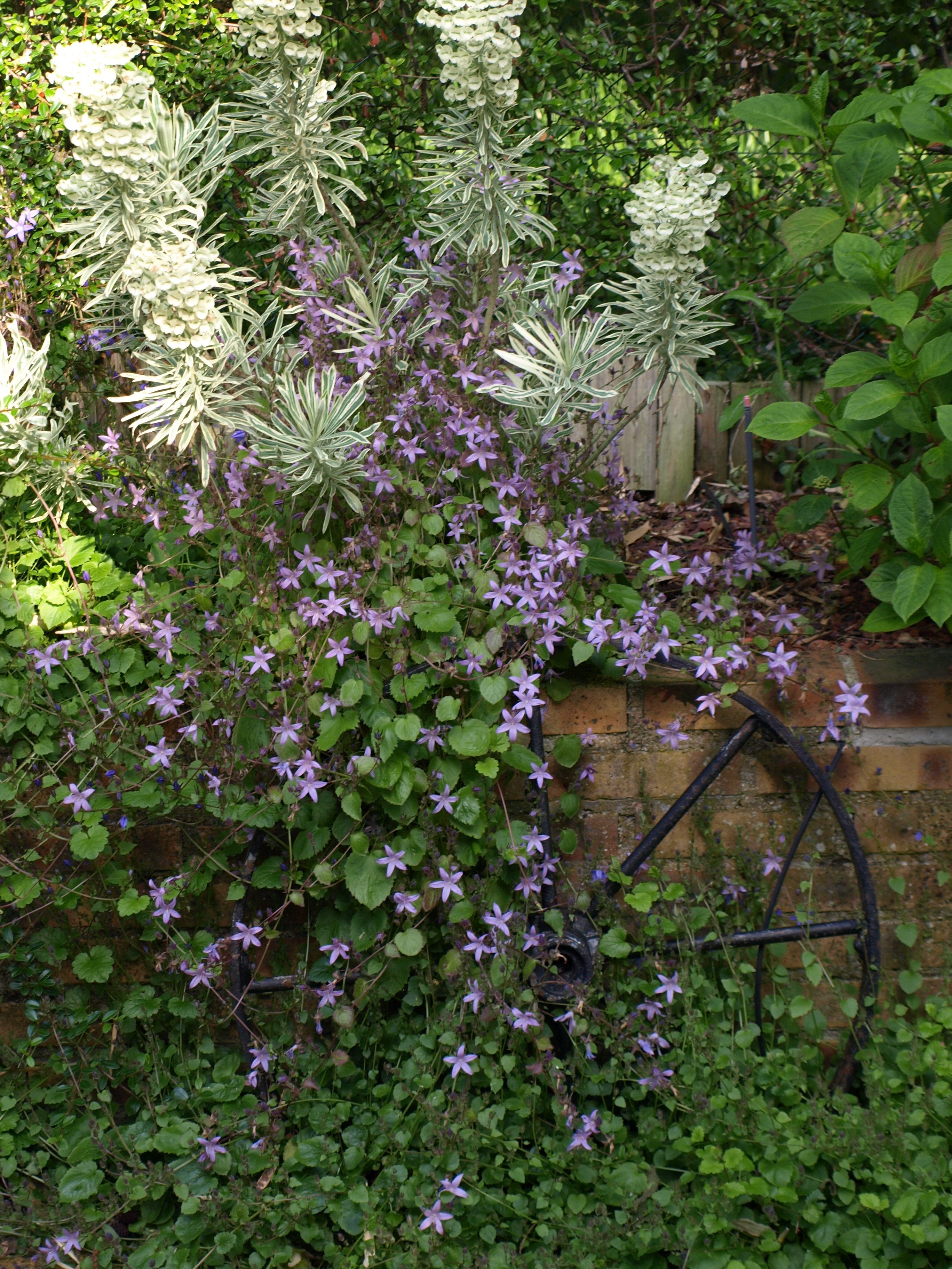 Passion Vivaces Campanula poscharskyana Lisdugan plante godet rose