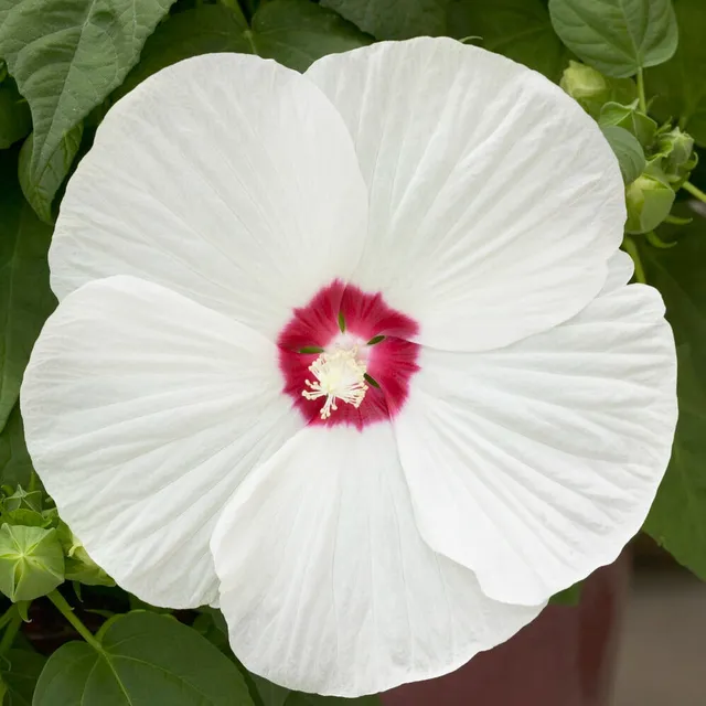 Bakker Luna White hibiscus des marais pot 10cm fleur blanche