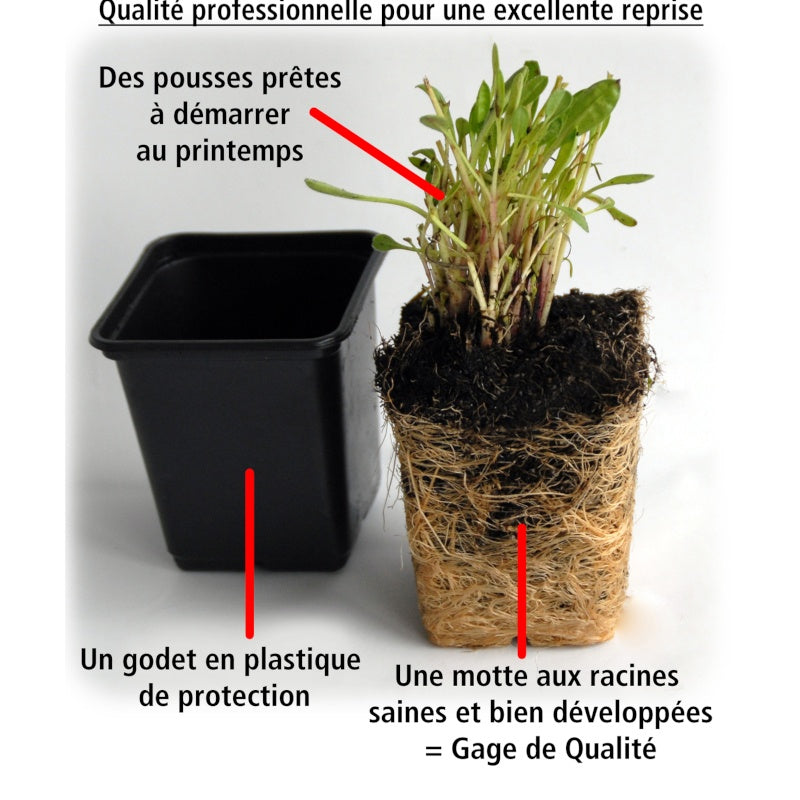 Bakker Plantes de terrasses Marguerite du Cap Pink Flave 3 pots