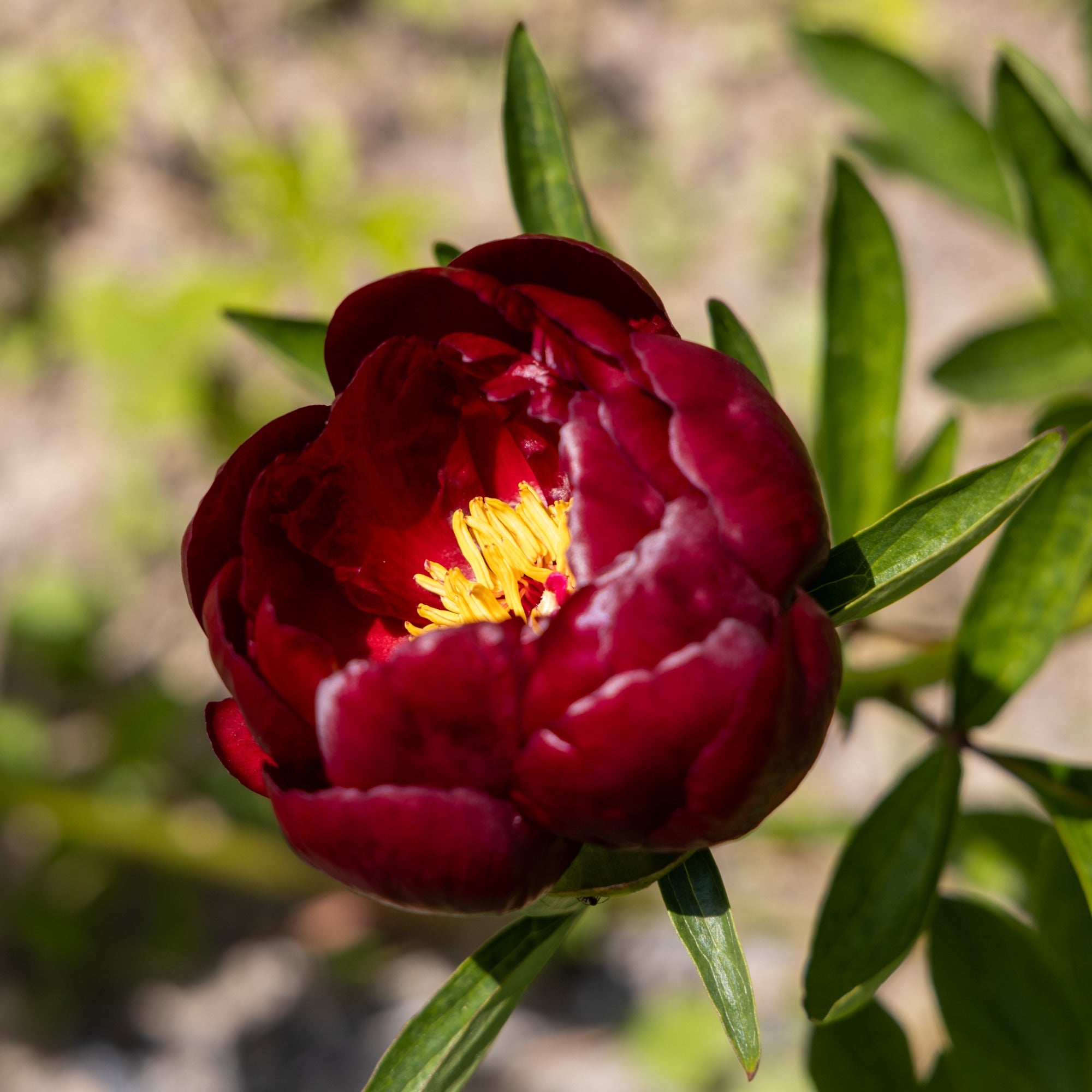 Bakker Pivoine Bella plante vivace sachet 1 bulbe rouge parfumée