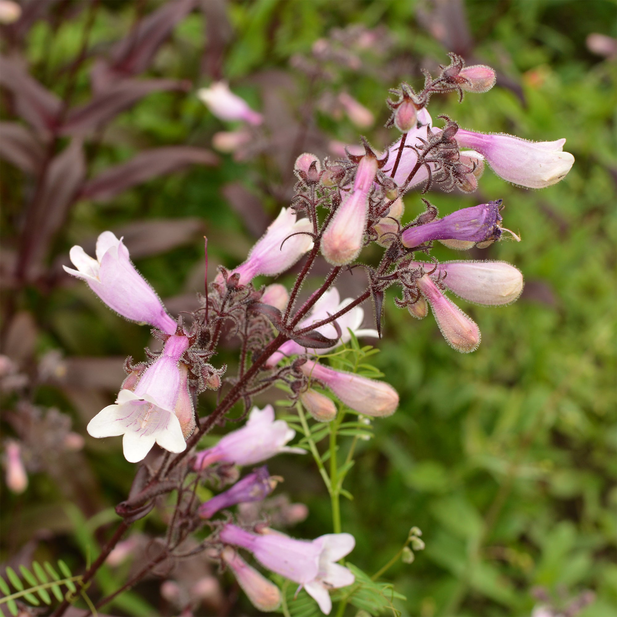 Bakker Galane Dark Towers penstemon vivace pot Ø 9 cm