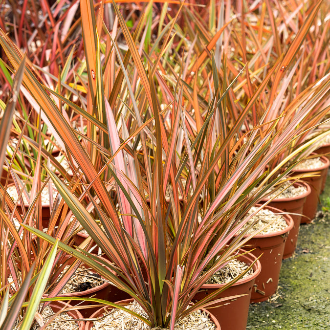 Bakker Phormium Flamingo lin pot 9cm rose saumon