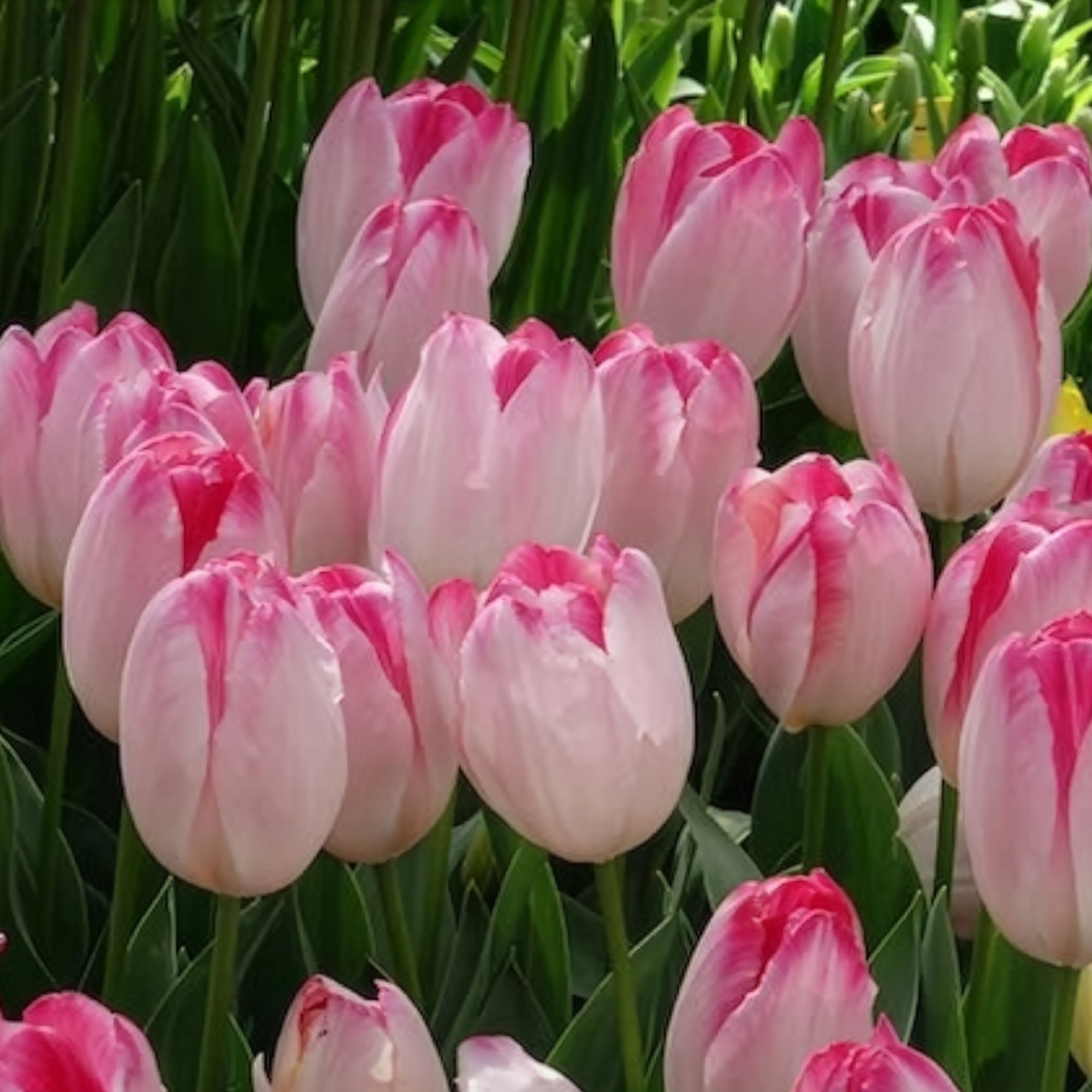 Bakker Supri Erotic tulipe rose 10 bulbes 11cm+