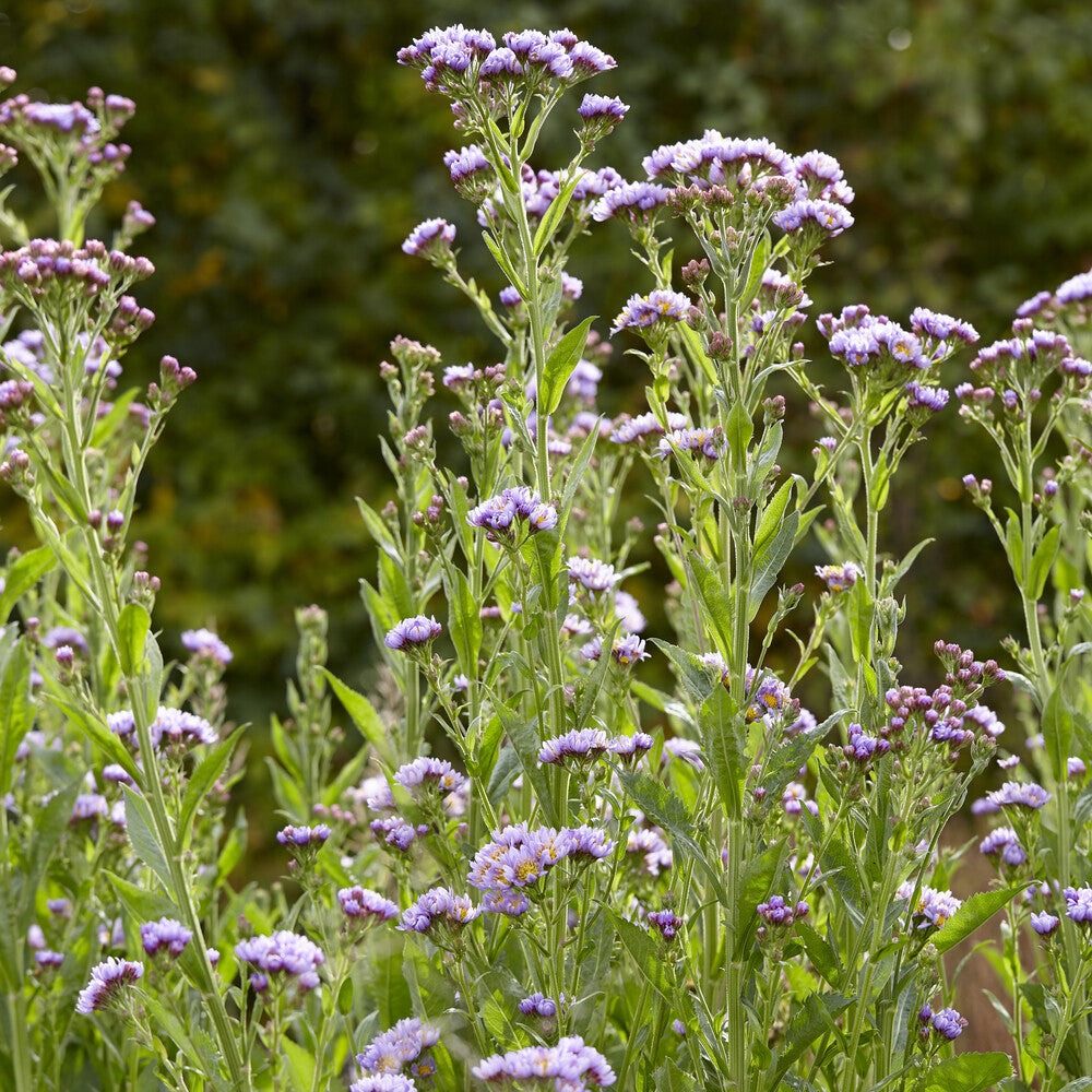 Bakker Vivaces Aster Tartarie Jindai pot Ø9cm violet