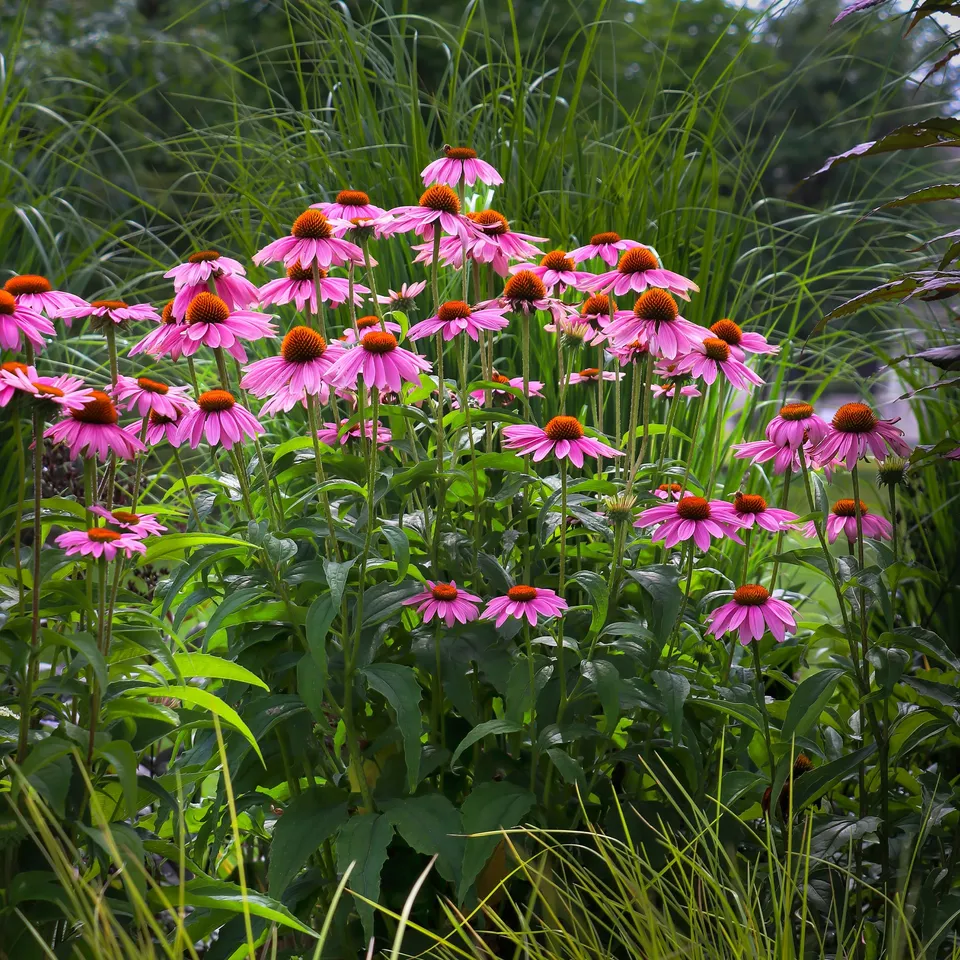 Bakker Plantes vivaces Échinacée pourpre vivace pot Ø 9cm