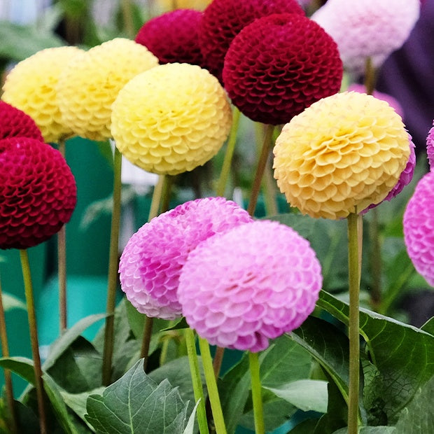 Bakker Dahlia pompon bulbe sachet 5 mélange couleur