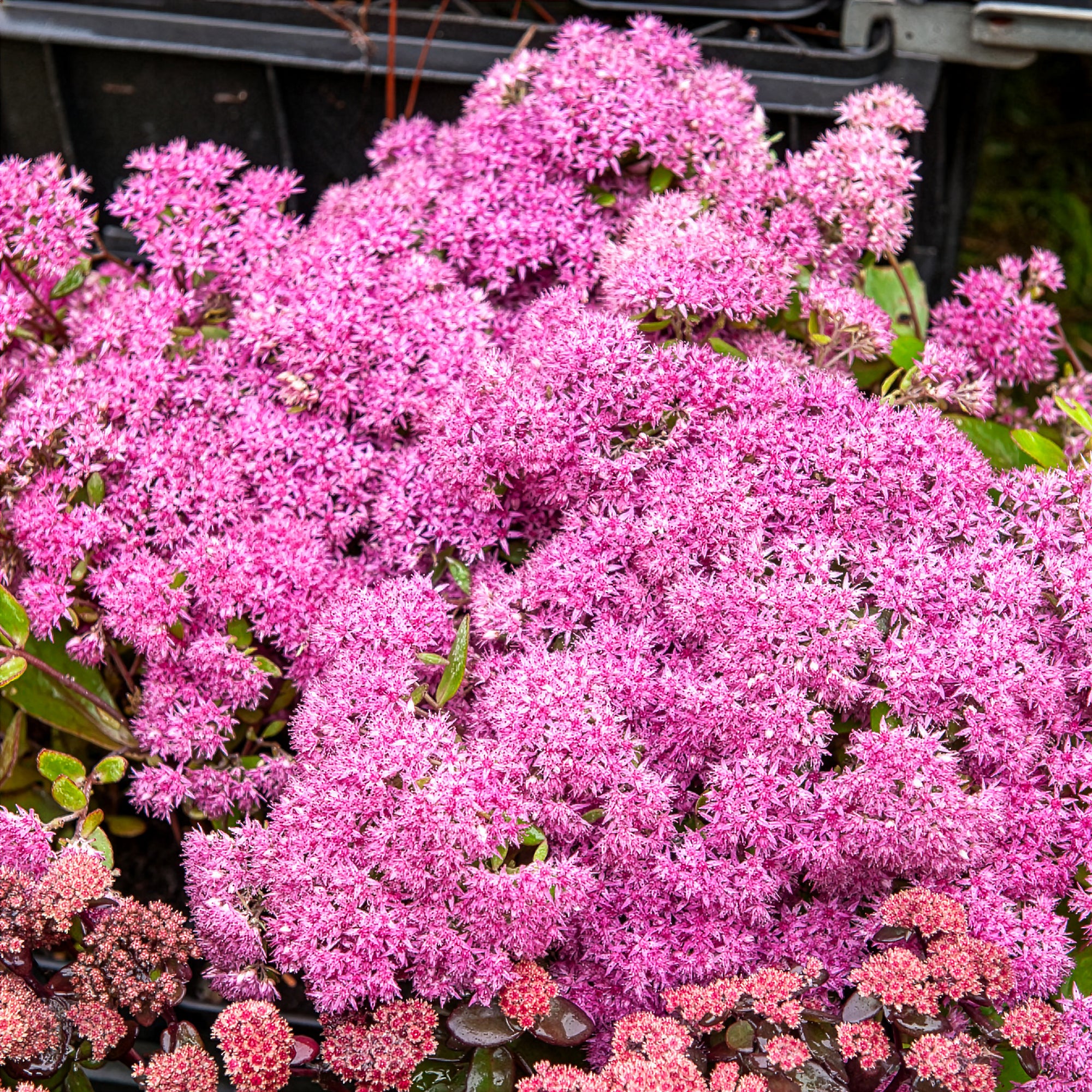Bakker Sedum Mr Goodbud vivace pot Ø9cm rose