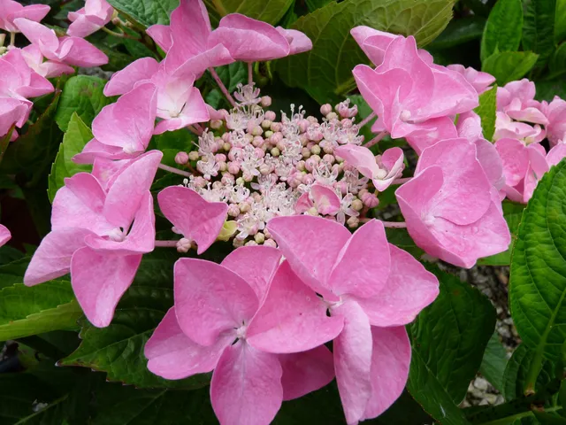 Les Hortensias du Haut Bois Beijing hortensia fleurs plates godet