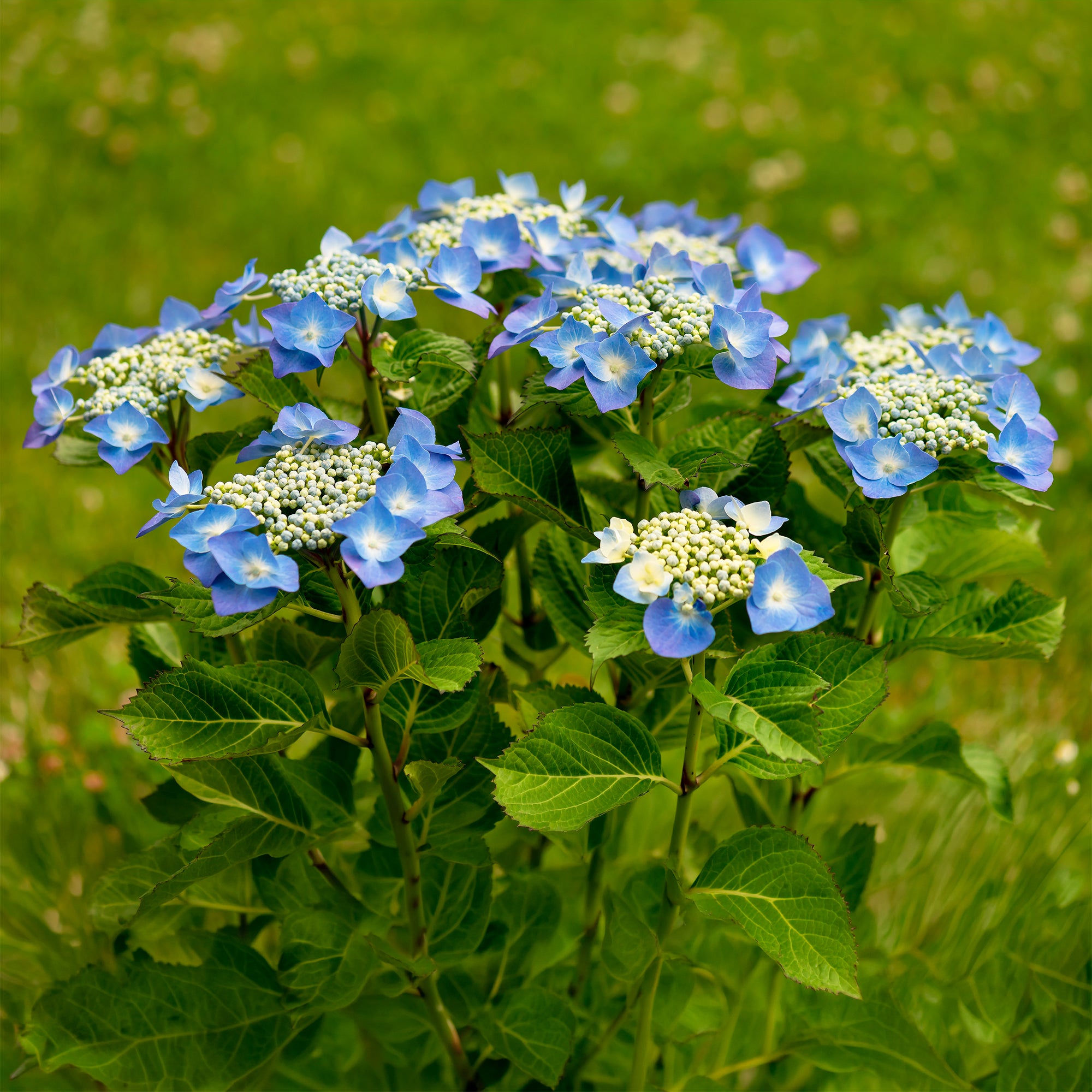 Bakker Hortensia Teller Blue arbuste pot 1,5L 15-20 cm bleu