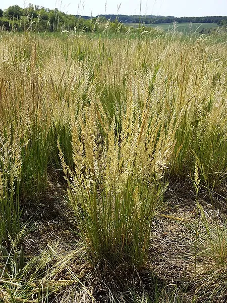 Passion Vivaces KOELERIA macrantha graminée pot 1 litre touffe