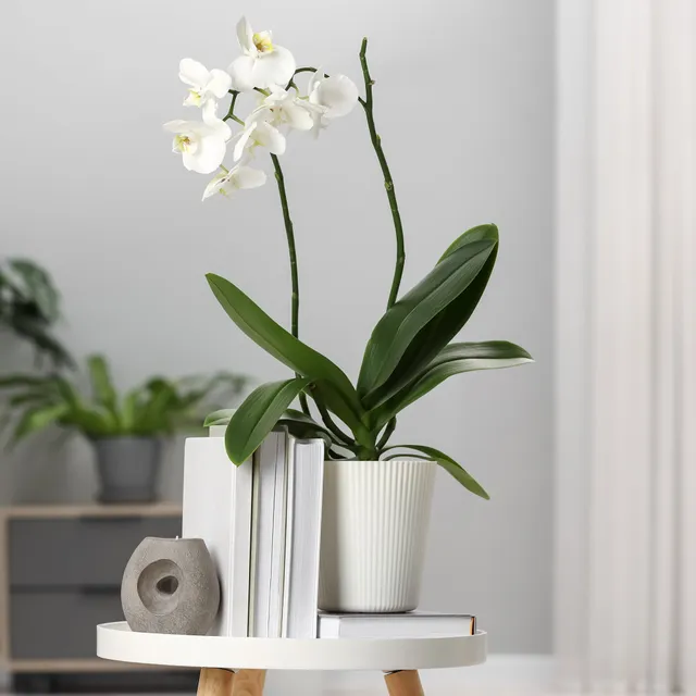 Bakker Orchidée blanche Phalaenopsis pot 12cm 40-50cm