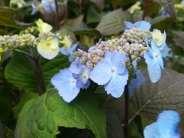 Yesoensis hortensia serrata godet fleurs plates