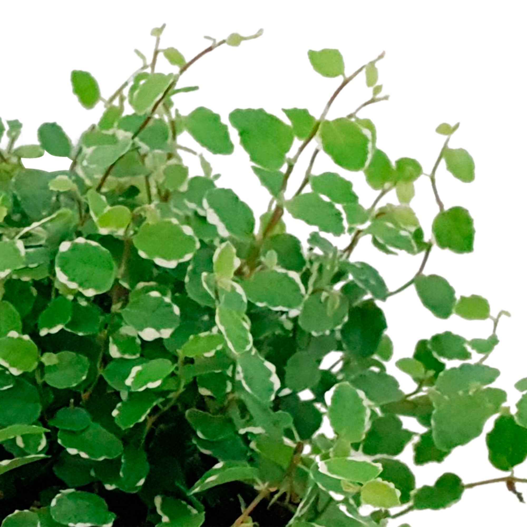Bakker Ficus pumila White Sunny plante verte pot Ø12cm panaché