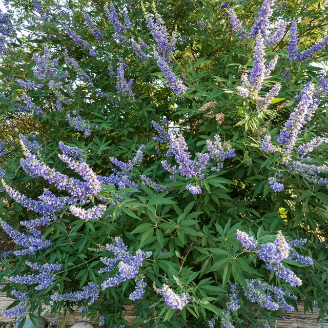 Bakker Arbustes Gattilier Delta Blues arbuste pot 3L 40-60cm violet