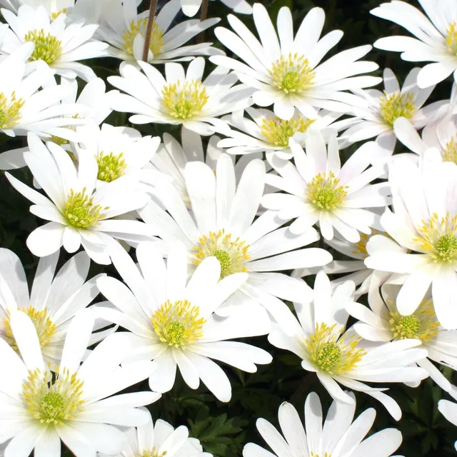 Bakker 10 Anémones de Grèce White Splendour bulbes blancs