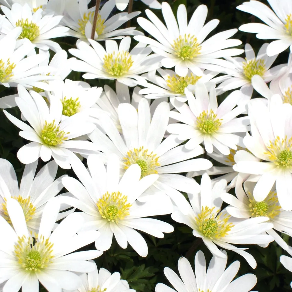 Bakker 10 Anémones de Grèce White Splendour bulbes blancs