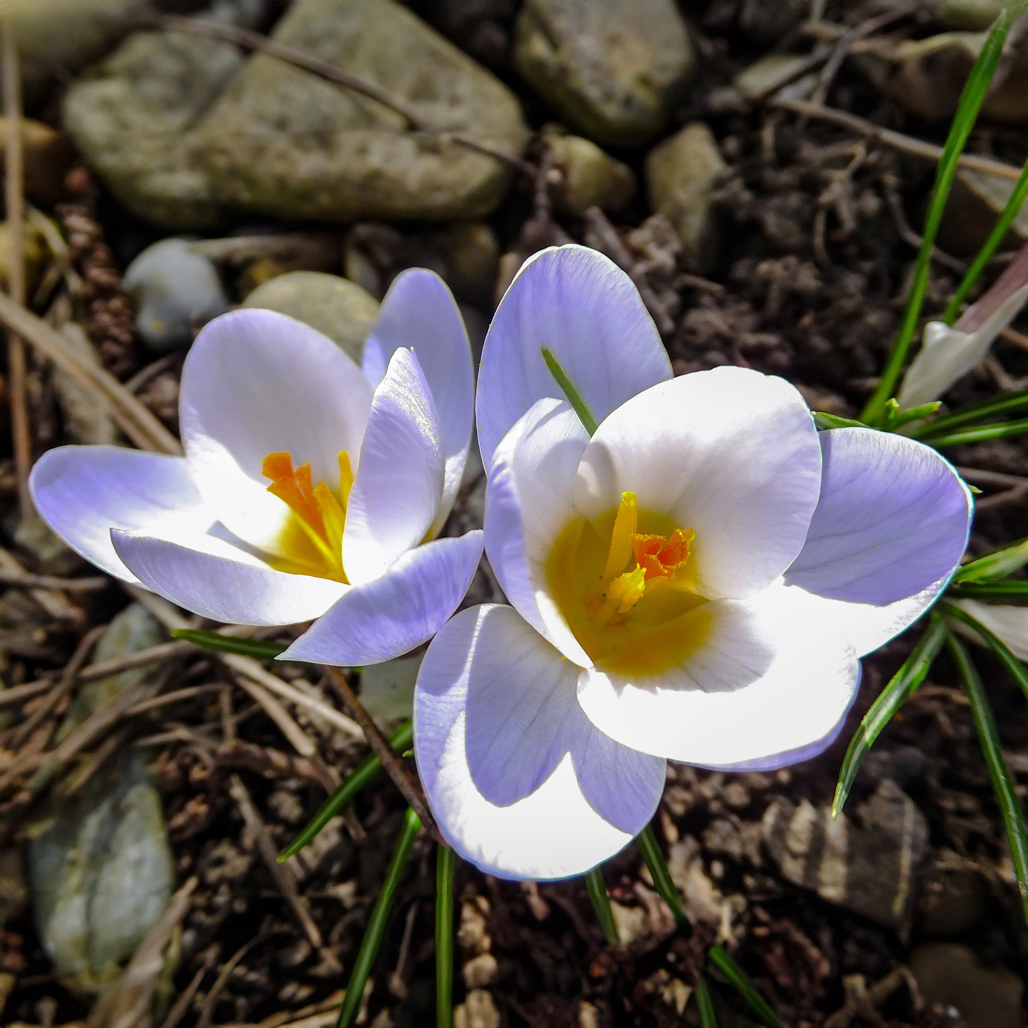 Bakker Bulbes Crocus Blue Pearl bulbes sachet 10 bleu février