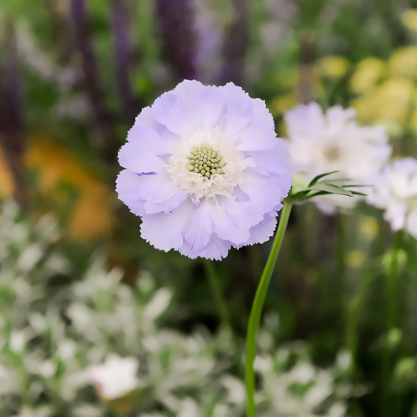 Bakker Scabieuse du Caucase Perfecta vivace violette pot 9cm