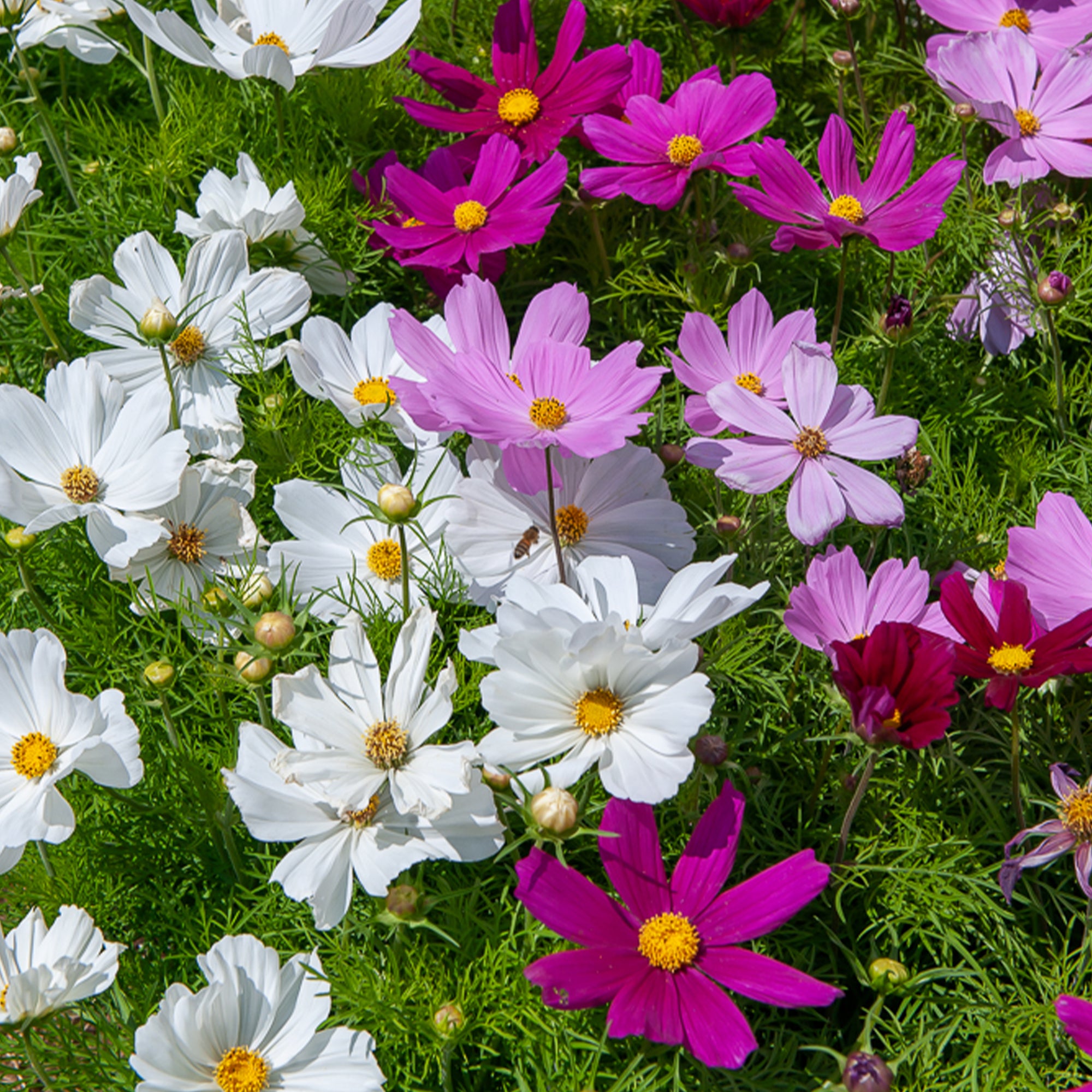 Bakker Cosmos Sensation mélange fleur à couper sachet 225 graines