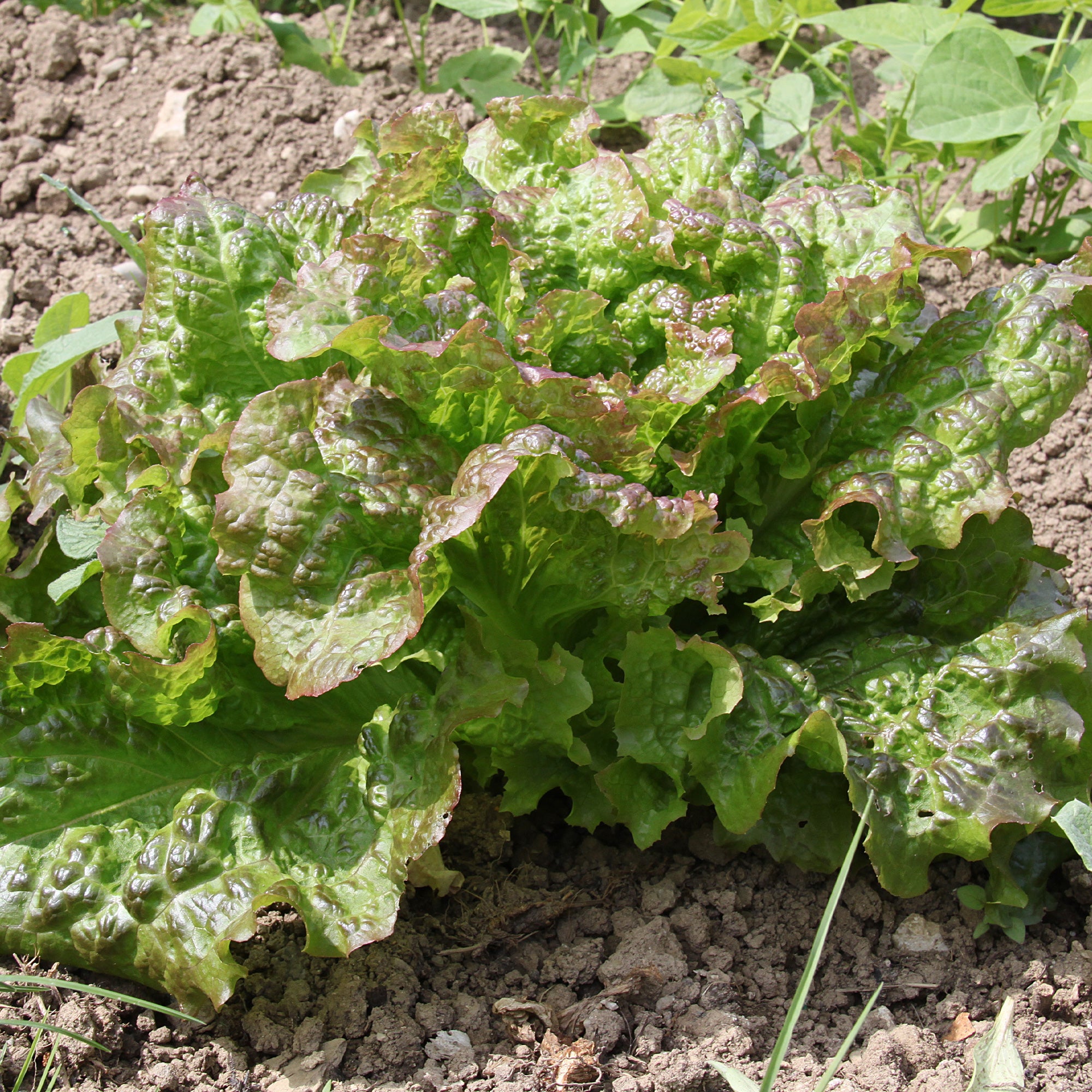 Bakker Collection 6 mois de salades graines laitue 3 sachets
