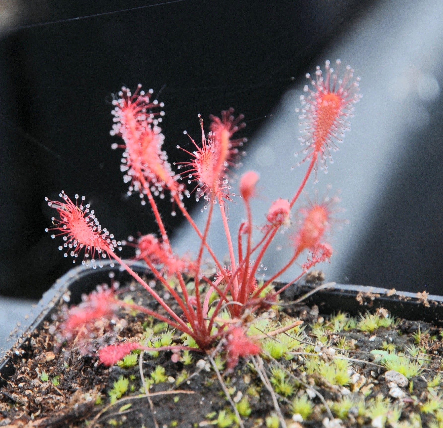 Carniflore Drosera affinis plante carnivore pot 9 cm rouge subtropicale