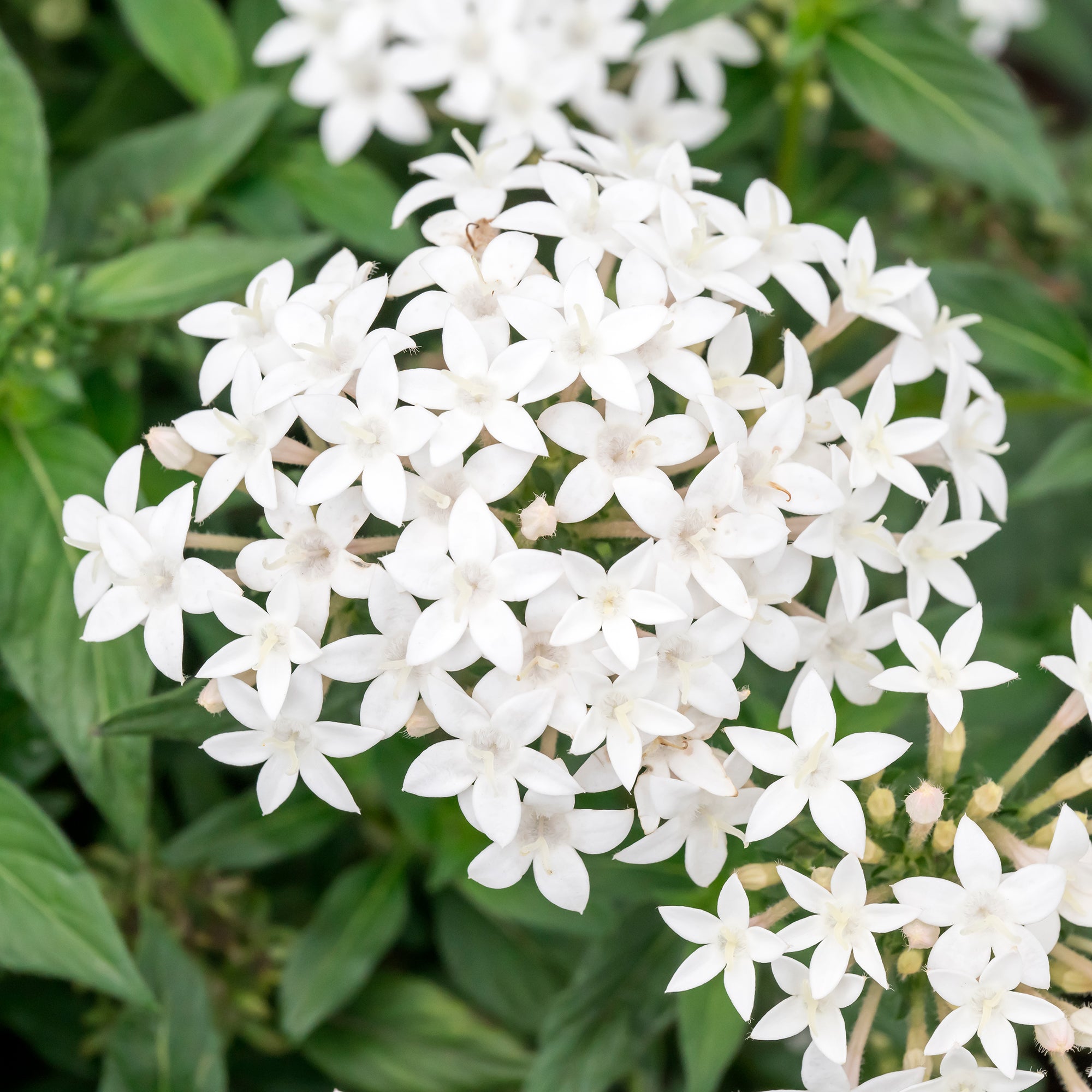 Bakker Pentas Blanc terrasse pot 10,5cm papillons