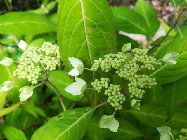 Angustata hydrangea serrata arbuste godet mi-ombre