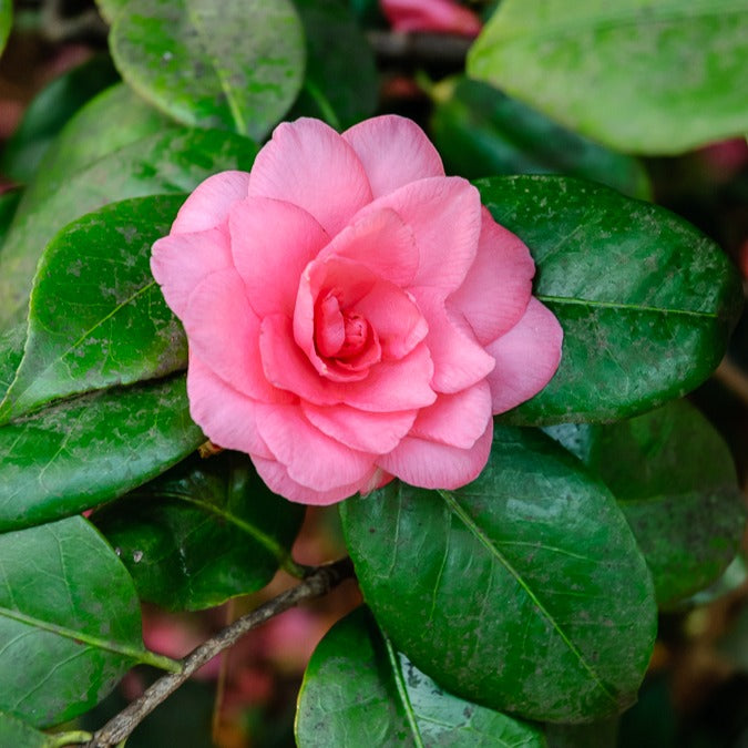 Bakker Camélia Japon doubles roses arbuste pot 2L 30-40cm