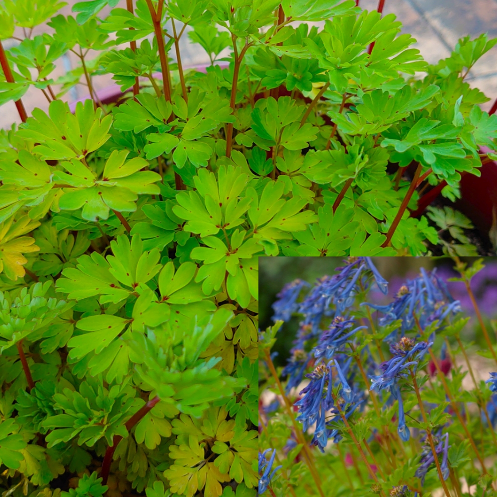 Passion Vivaces Corydalis Golden Spinners plante vivace godet doré