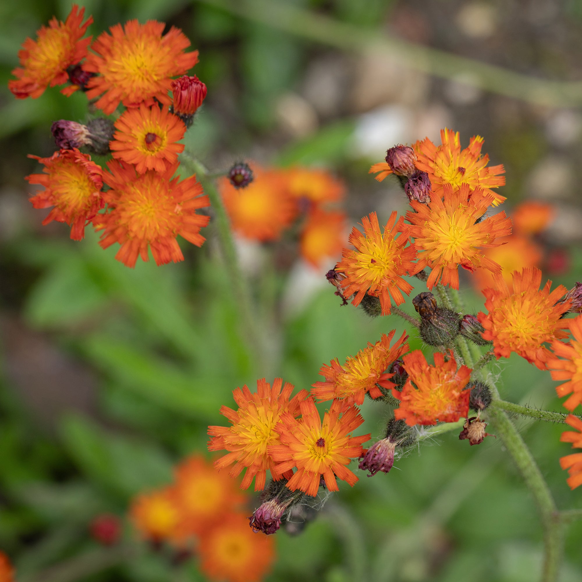 Bakker Épervière orangée vivace pot Ø9 cm fleur orange