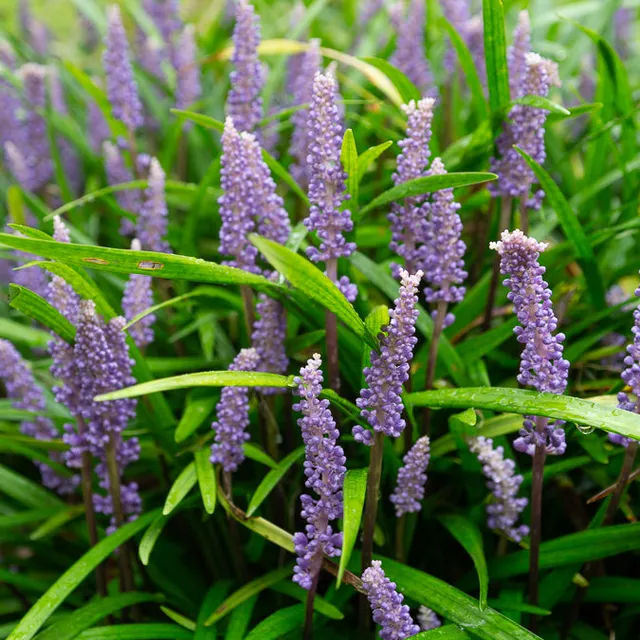 Bakker Liriope muscari vivace pot Ø 9 cm violet